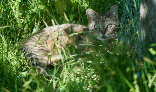 Getigerte Katze liegt im schattigen Gras und k&uuml;hlt sich im Sommer ab