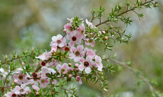 Manuka-Öl aus Manuka Strauch gewonnen
