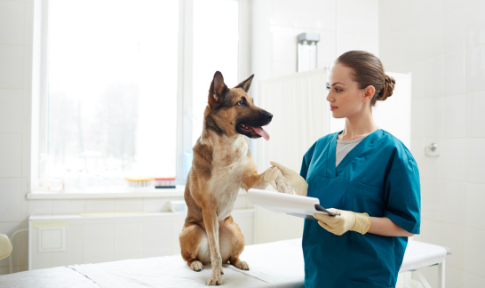 Medical Training Untersuchung Hund