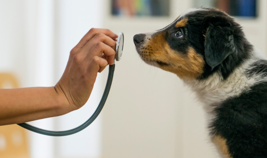 Medical Training Untersuchung Hund üben