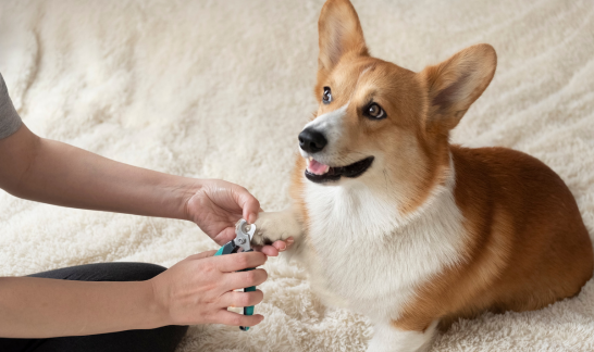 Medical Training Krallen schneiden Hund