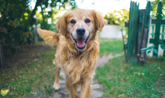 Fröhlicher Hund