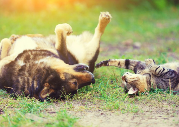 Was hat Molkenprotein mit dem Verhalten von Hunden und Katzen zu tun?