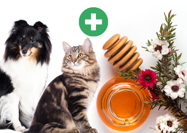 Manuka-Honig für die Gesundheit von Hunden & Katzen