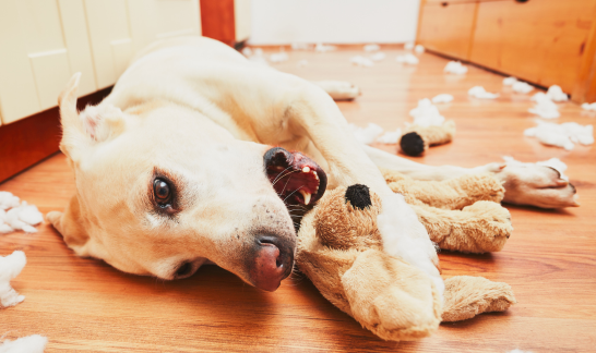 LAbrador liegt am Boden in Papierchaos