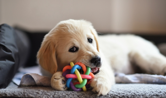 Labradorwelpe knabbert an Spielball