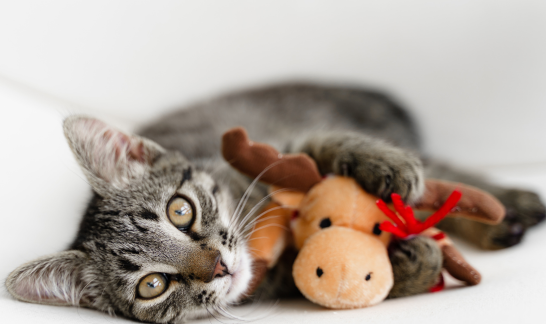 Grau getigerte Katze mit Plüschelch-Spielzeug