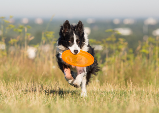 Maximale Leistung für deinen Sporthund: Saisonal angepasster Auf- und Abbau