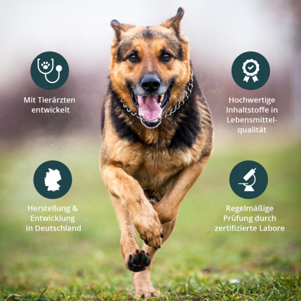Hund rennt aktiv und fit, Icons mit Vorteilen und Alleinstellungsmerkmalen von purapep Active+ Tabs 300g