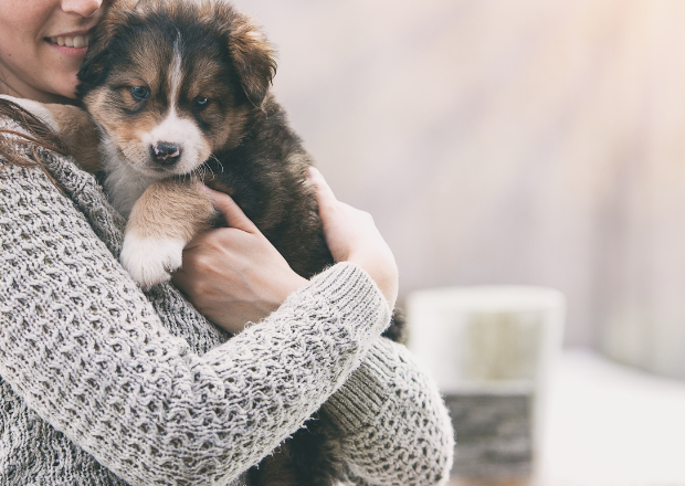 Ein Hund zieht ein – was kommt da eigentlich auf mich zu?