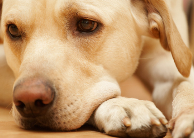 Inflammatory Bowel Disease (IBD) bei Hunden