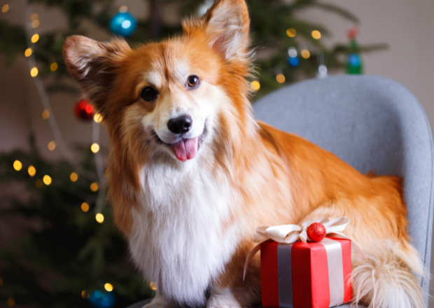 Die 10 besten Weihnachtsgeschenke für deinen Hund