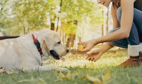 Frau spielt mit Labrador auf Wiese