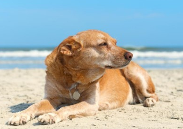 Ein schönes Leben für Seniorenhunde – 6 Tipps für den Alltag