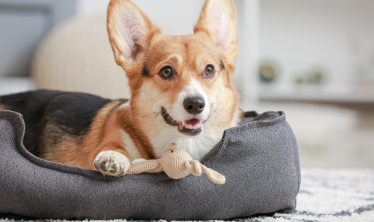 Hundebett als Weihnachtsgeschenk für den Hund