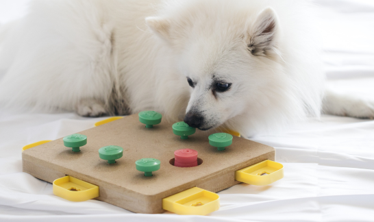 Hund spielt mit Intelligenzspielzeug
