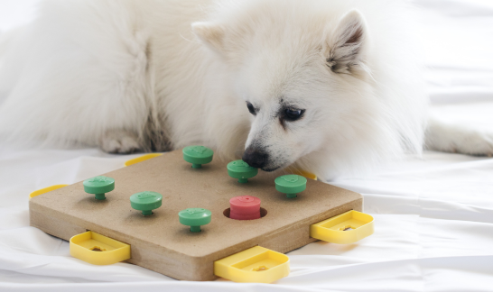 Intelligenzspielzeug als Weihnachtsgeschenk für den Hund
