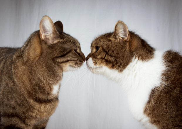 Katzen zusammenführen – 10 Tipps damit es ohne Fauchen klappt