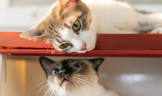 2 Katzen sitzen übereiander in Regal
