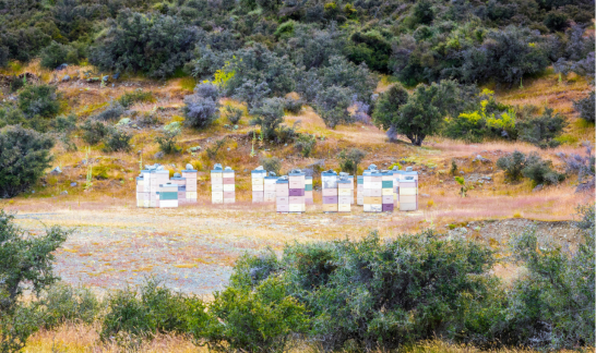 Bienstöcke in Neuseeland für ManukaHonig