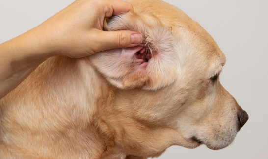 Untersuchung Ohrenentzündung Labrador