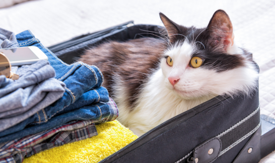 Witzige schwarz weiße Katze. Typsich im Koffer