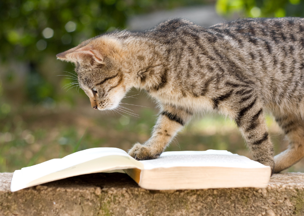 Getigerte Katze auf Buch mit Katzensprüchen