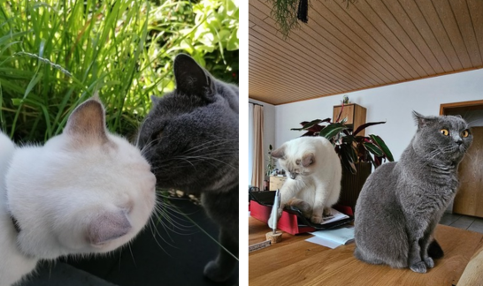 Zwei Katzenpaare: einmal in engem Kontakt, einmal auf Abstand