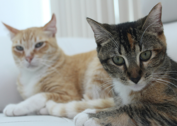 Getigerte Katze und rote Katze liegennebeneinander auf einem hellen Sofa